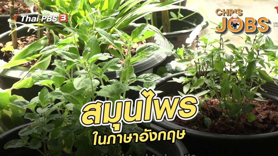 สมุนไพรในภาษาอังกฤษ