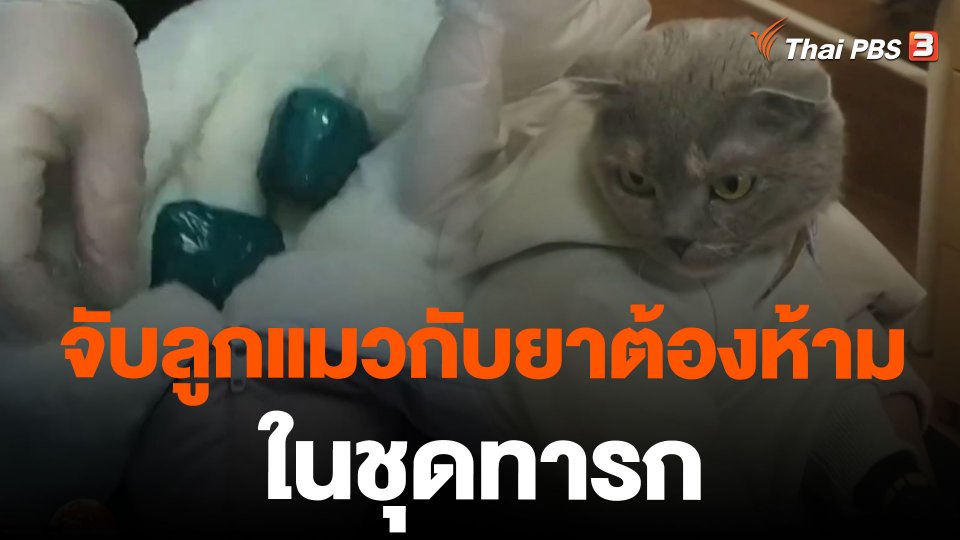 จับลูกแมวกับยาต้องห้ามในชุดทารก