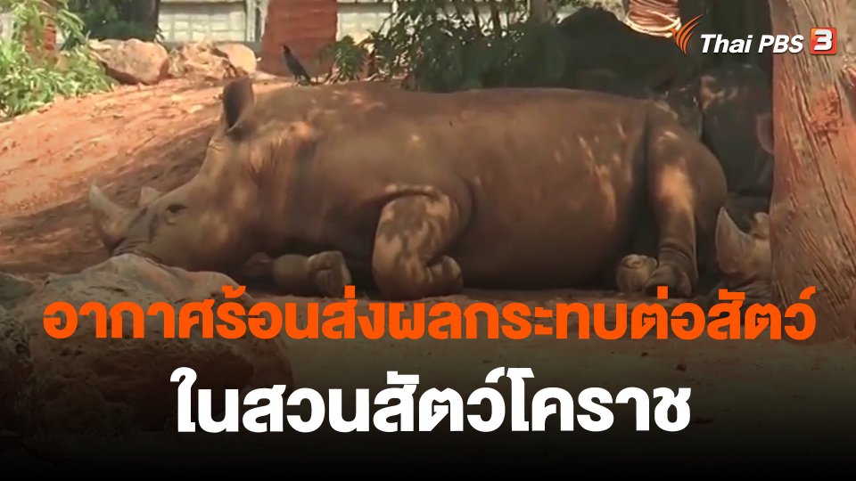 อากาศร้อนส่งผลกระทบต่อสัตว์ในสวนสัตว์โคราช