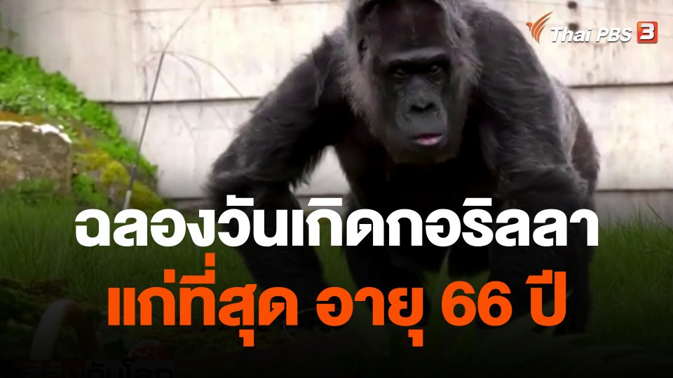 ฉลองวันเกิดกอริลลาแก่ที่สุด อายุ 66 ปี