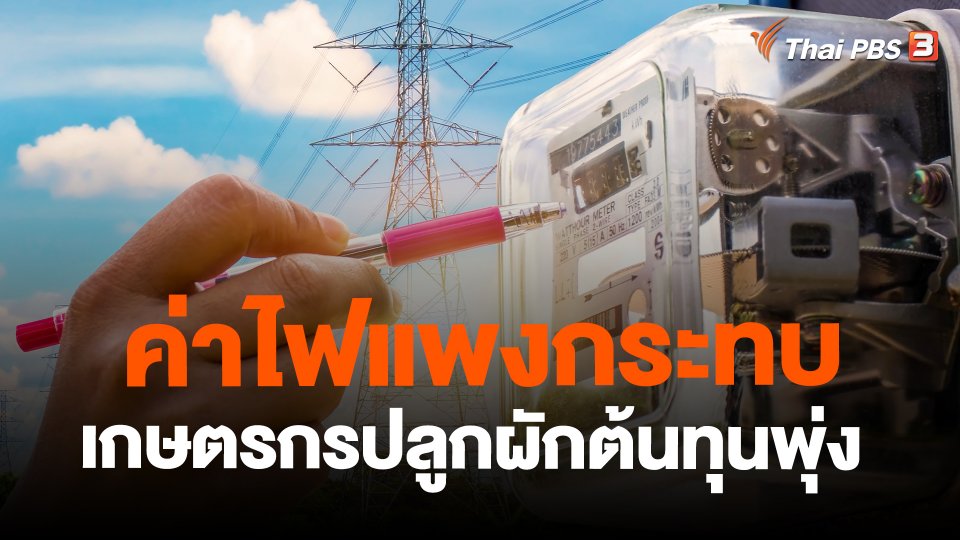 ค่าไฟแพงกระทบเกษตรกรปลูกผักต้นทุนพุ่ง