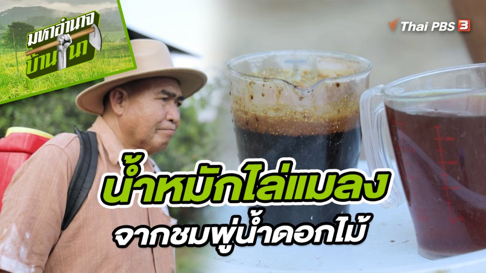 สูตรลับฉบับบ้านนา : น้ำหมักไล่แมลงจากชมพู่น้ำดอกไม้