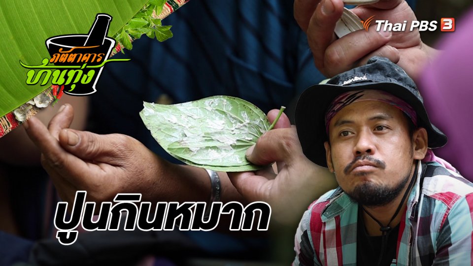คลิปบ้านทุ่ง : ปูนกินหมาก