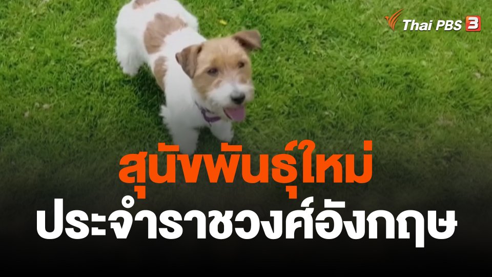 สุนัขพันธุ์ใหม่ ประจำราชวงศ์อังกฤษ