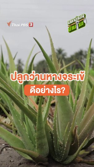 ปลูกว่านหางจระเข้ดีอย่างไร