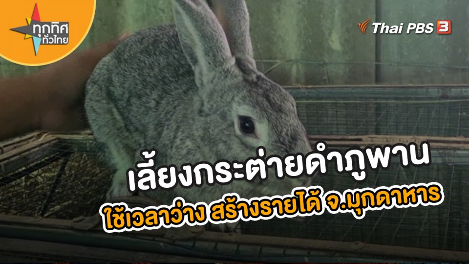 อาชีพทั่วไทย : ปลัดอบต.โชคชัยเลี้ยงกระต่ายดำภูพาน จ.มุกดาหาร
