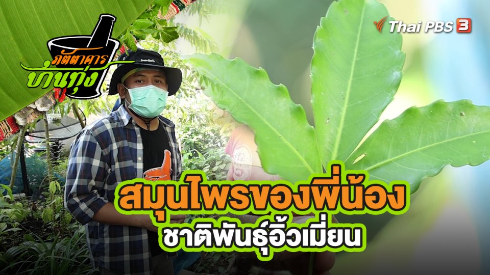 คลิปบ้านทุ่ง : สมุนไพรของพี่น้องชาติพันธุ์อิ้วเมี่ยน