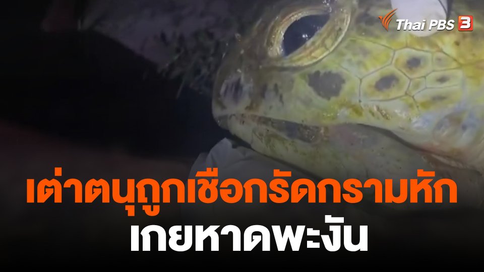 เต่าตนุถูกเชือกรัดกรามหักเกยหาดพะงัน
