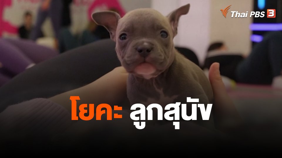โยคะลูกสุนัข