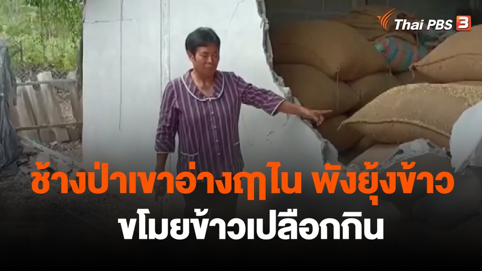 ช้างป่าเขาอ่างฤาไน พังยุ้งข้าว ขโมยข้าวเปลือกกิน