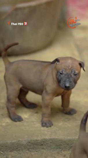 สุนัขหลังอาน จ.ตราด