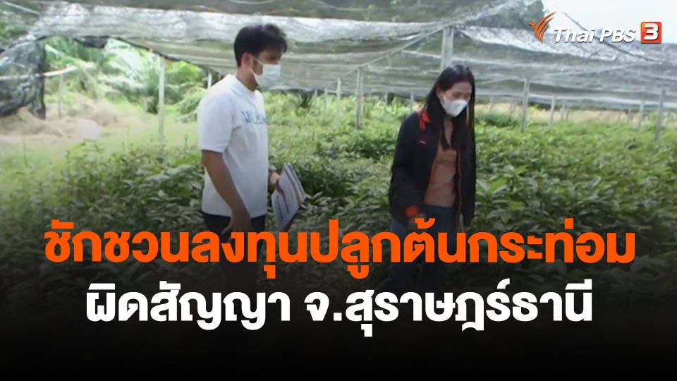 สถานีร้องเรียน : ชักชวนลงทุนปลูกต้นกระท่อม ผิดสัญญา จ.สุราษฎร์ธานี