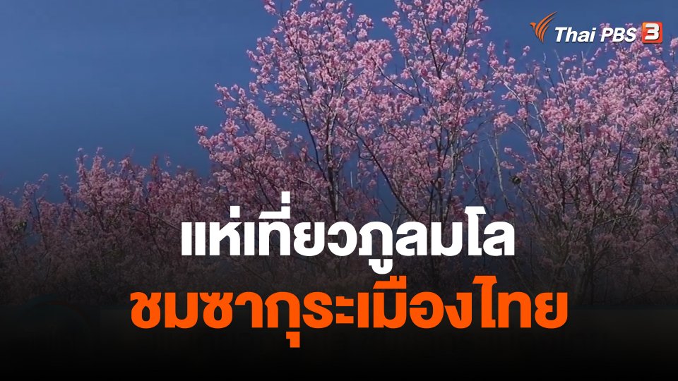 แห่เที่ยวภูลมโล ชมซากุระเมืองไทย