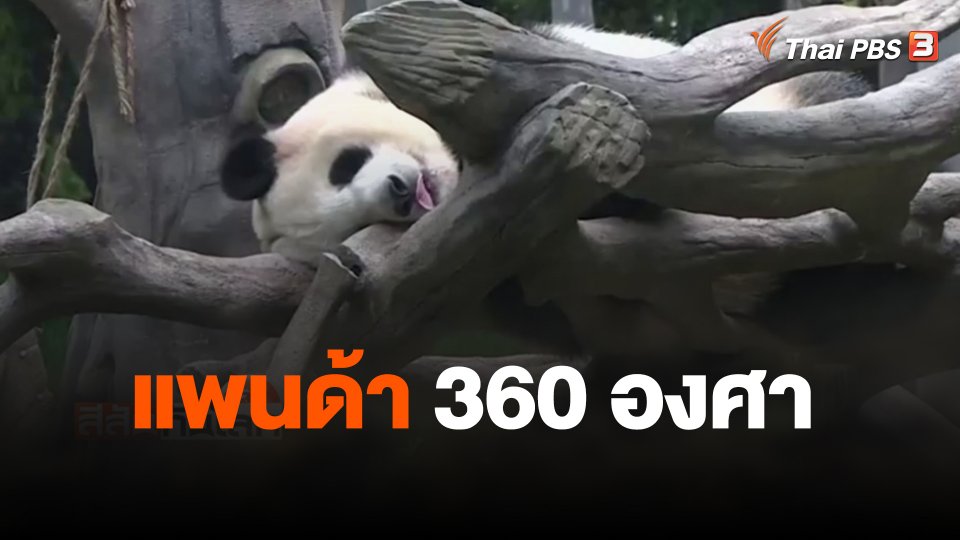 แพนด้า 360 องศา