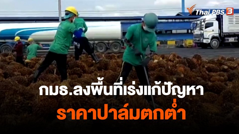​กินอยู่รู้รอบ : กมธ.ลงพื้นที่เร่งแก้ปัญหาราคาปาล์มตกต่ำ