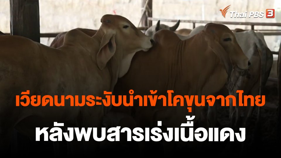 เวียดนามระงับนำเข้าโคขุนจากไทย หลังพบสารเร่งเนื้อแดง