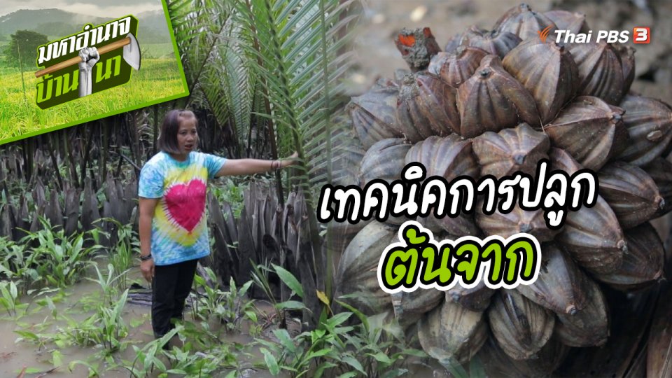 สูตรลับฉบับบ้านนา : เทคนิคการปลูกต้นจาก