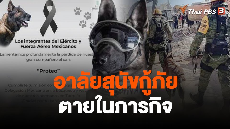 ทีมกู้ภัยเม็กซิโกอาลัยสุนัขกู้ภัยตายในภารกิจ