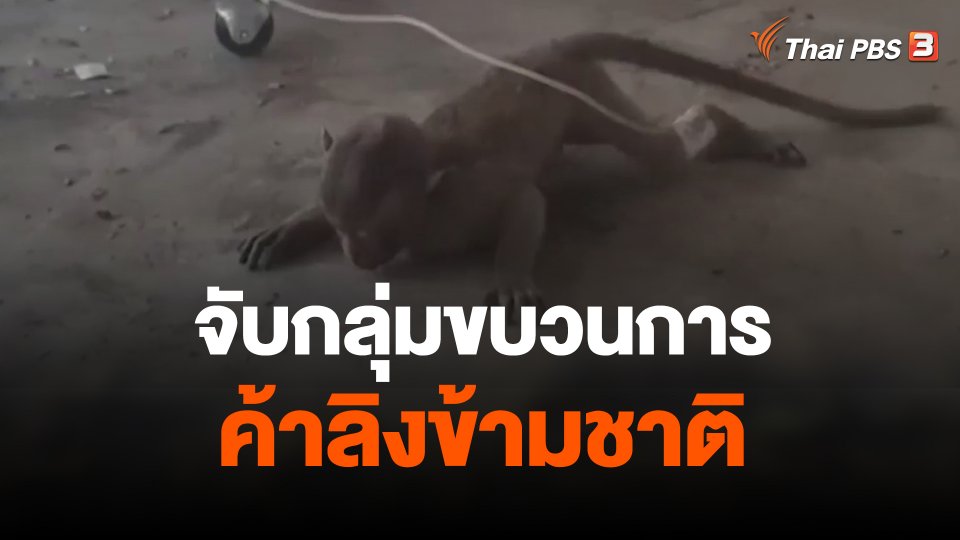 จับกลุ่มขบวนการค้าลิงข้ามชาติ