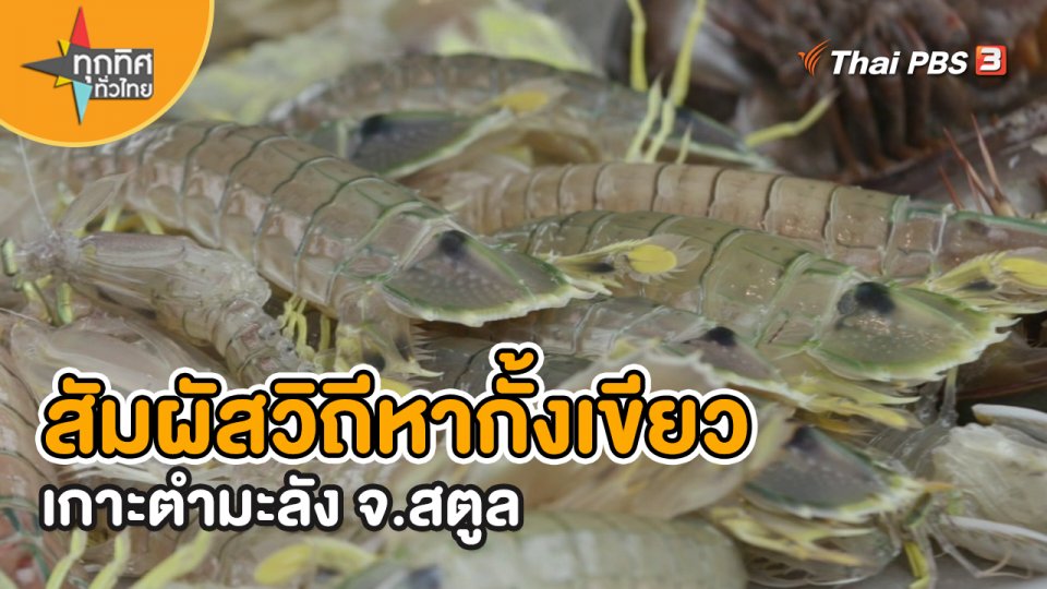 ​อาชีพทั่วไทย : สัมผัสวิถีหากั้งเขียวเกาะตำมะลัง จ.สตูล