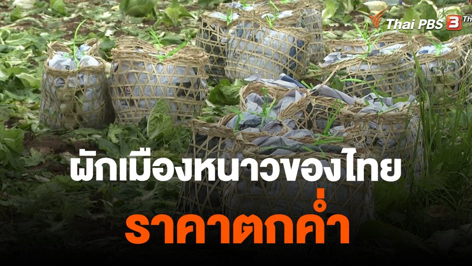 ​กินอยู่รู้รอบ : ผักเมืองหนาวของไทยราคาตกค่ำ