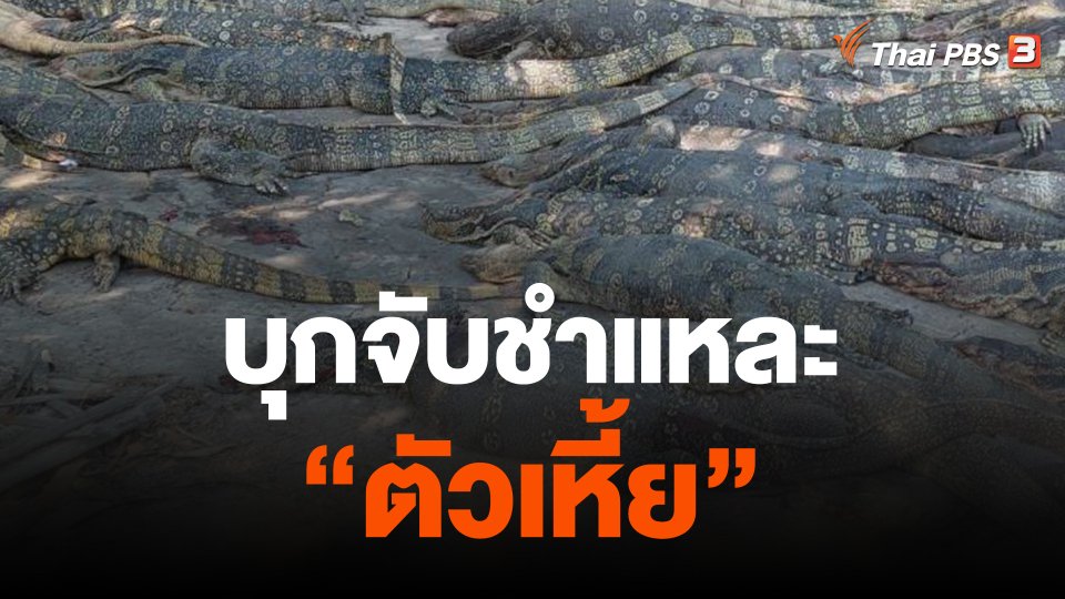 แกะรอย ปทส. บุกจับชำแหละ "เหี้ย"