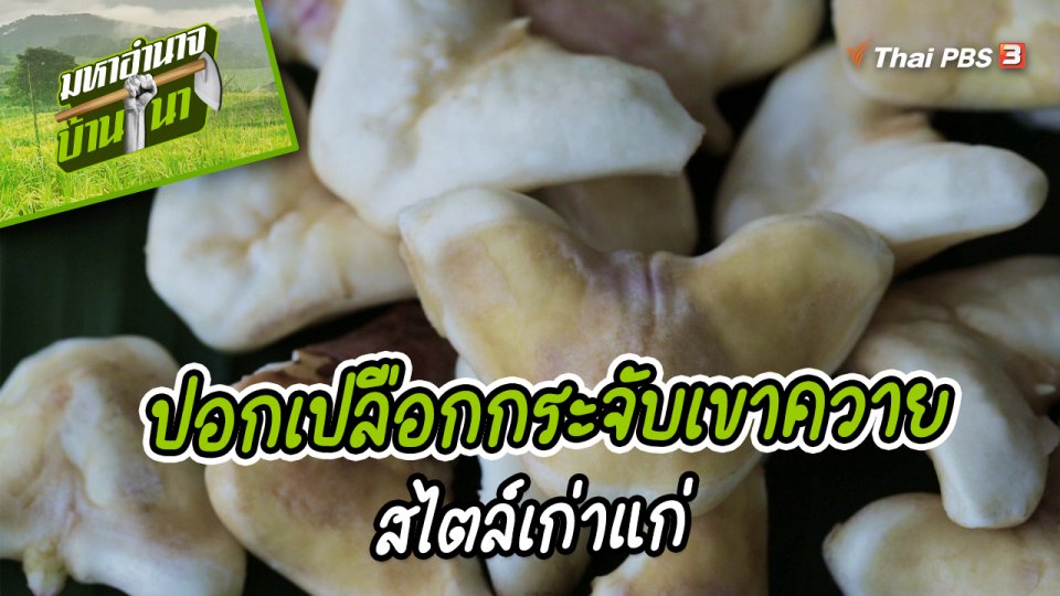 สูตรลับฉบับบ้านนา : การปอกเปลือกกระจับเขาควายสไตล์เก่าแก่