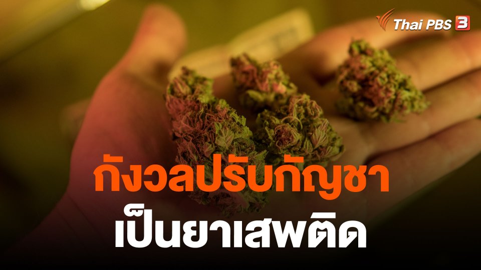 กังวลปรับกัญชาเป็นยาเสพติด