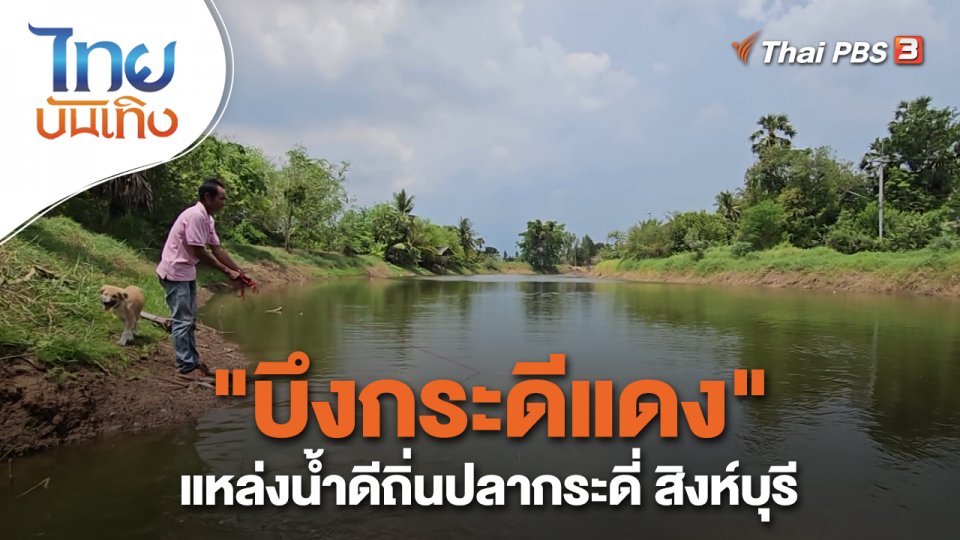 "บึงกระดีแดง" แหล่งน้ำดีถิ่นปลากระดี่ สิงห์บุรี