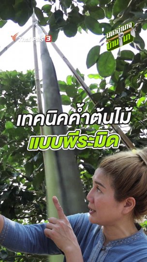 ค้ำต้นไม้แบบพีระมิด