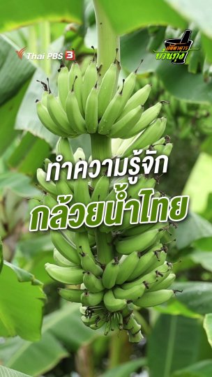 ทำความรู้จักกล้วยน้ำไทย