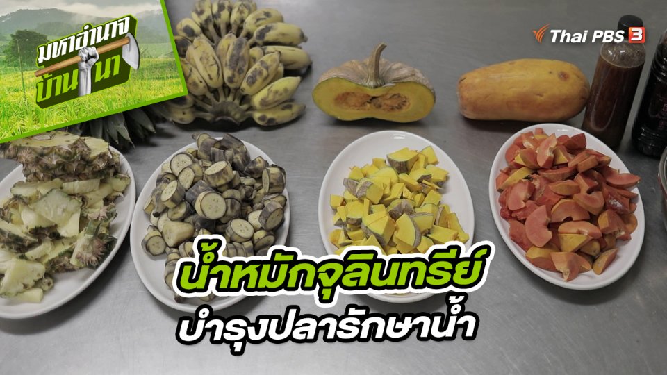 สูตรลับฉบับบ้านนา : น้ำหมักจุลินทรีย์บำรุงปลารักษาน้ำ