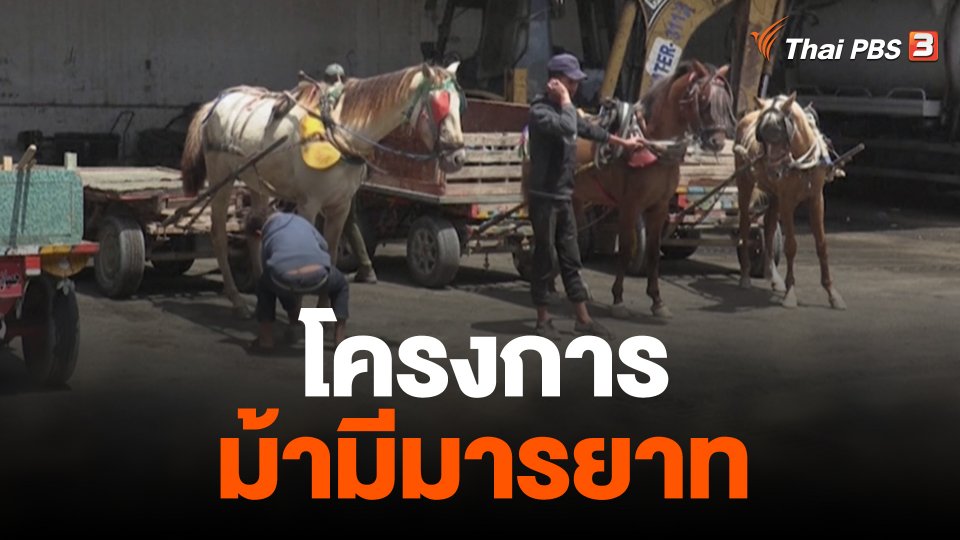 โครงการม้ามีมารยาท