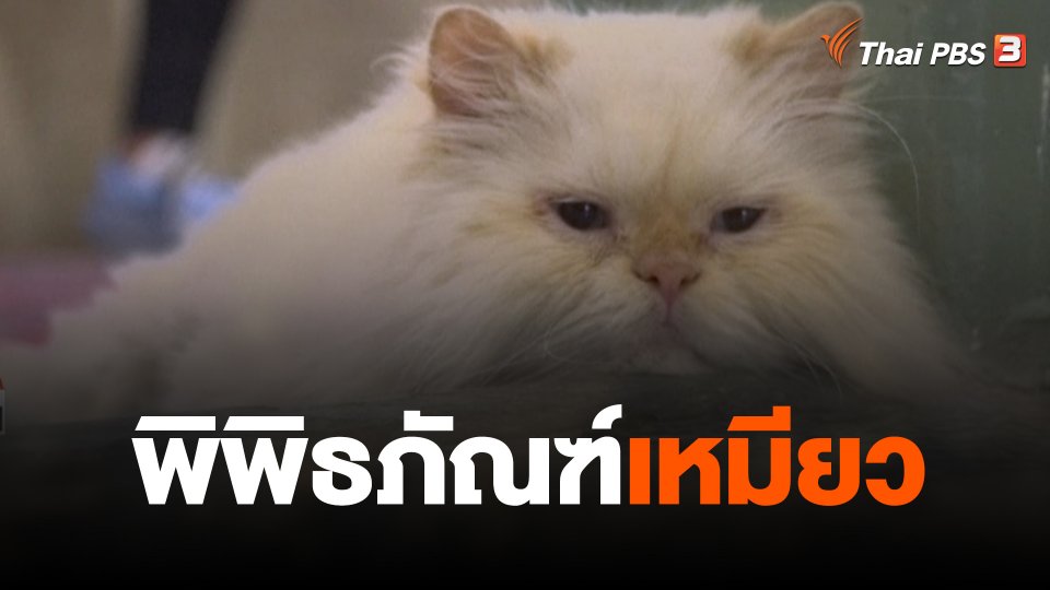 พิพิธภัณฑ์เหมียว