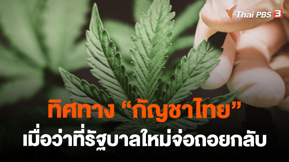 ทิศทาง “กัญชาไทย” เมื่อว่าที่รัฐบาลใหม่จ่อถอยกลับ