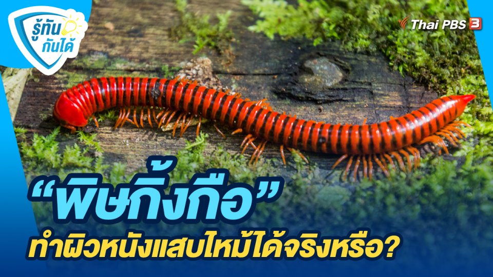​รู้ทันกันได้ : "พิษกิ้งกือ" ทำผิวหนังแสบไหม้ได้จริงหรือ?