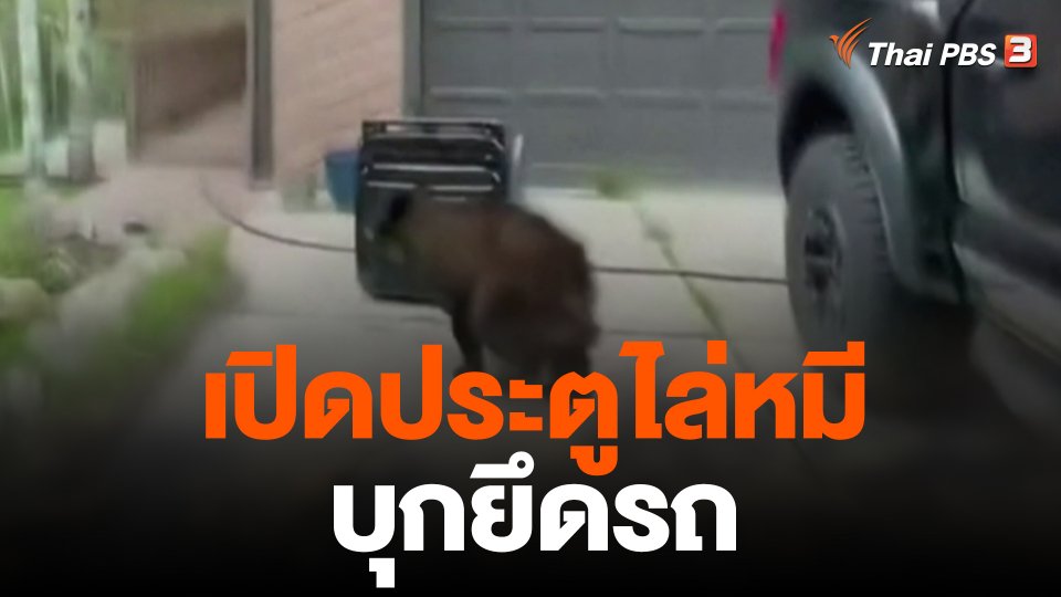 เปิดประตูไล่หมีบุกยึดรถ