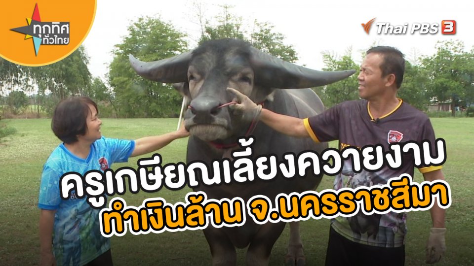 ครูเกษียณเลี้ยงควายงาม ทำเงินล้าน จ.นครราชสีมา