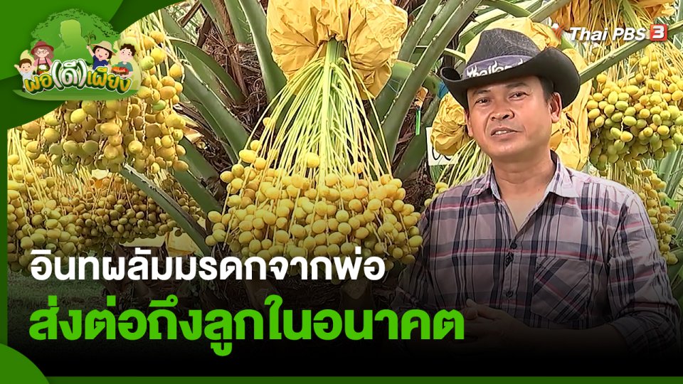 อินทผลัมมรดกจากพ่อส่งต่อถึงลูกในอนาคต