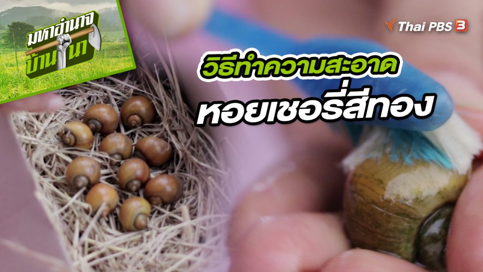 สูตรลับฉบับบ้านนา : วิธีทำความสะอาดหอยเชอรี่สีทอง