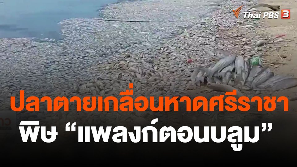 ปลาตายเกลื่อนหาดศรีราชา พิษ "แพลงก์ตอนบลูม"