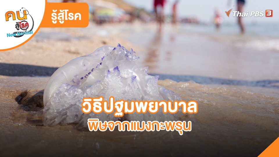 ​รู้สู้โรค : วิธีปฐมพยาบาลพิษจากแมงกะพรุน