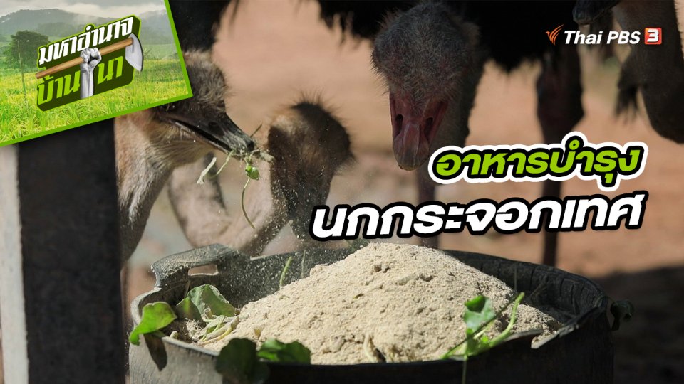สูตรลับฉบับบ้านนา : อาหารบำรุงนกกระจอกเทศ