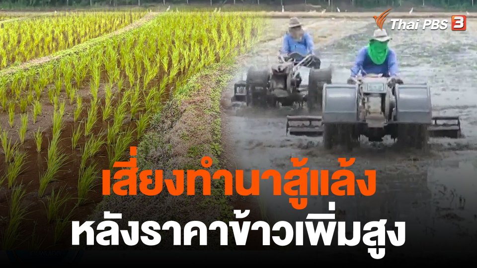 เสี่ยงทำนาสู้แล้งหลังราคาข้าวเพิ่มสูง