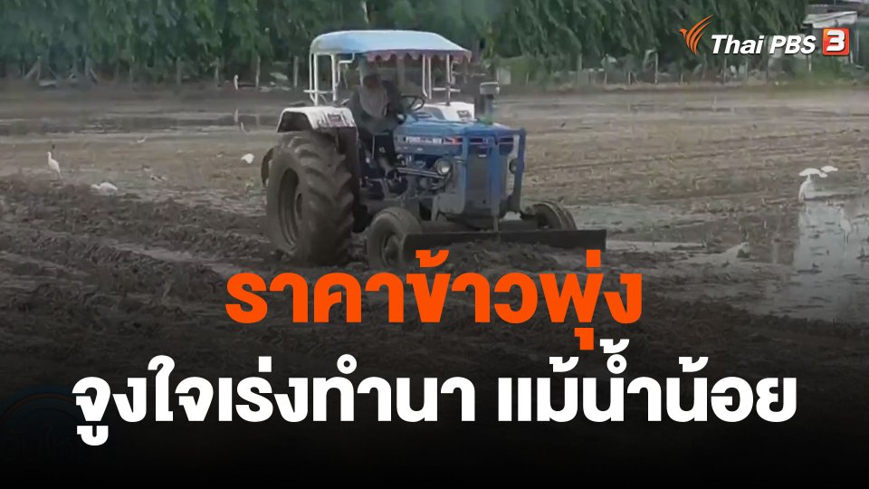 ราคาข้าวพุ่งชาวนาเสี่ยงทำนาเเม้น้ำน้อย