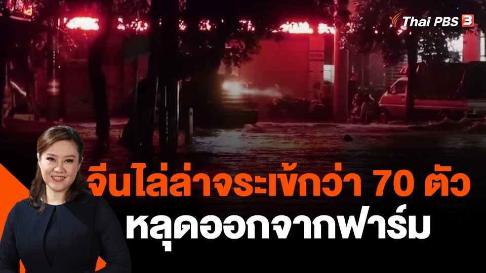 จีนเร่งไล่ล่าจระเข้กว่า 70 ตัวหลุดออกจากฟาร์ม