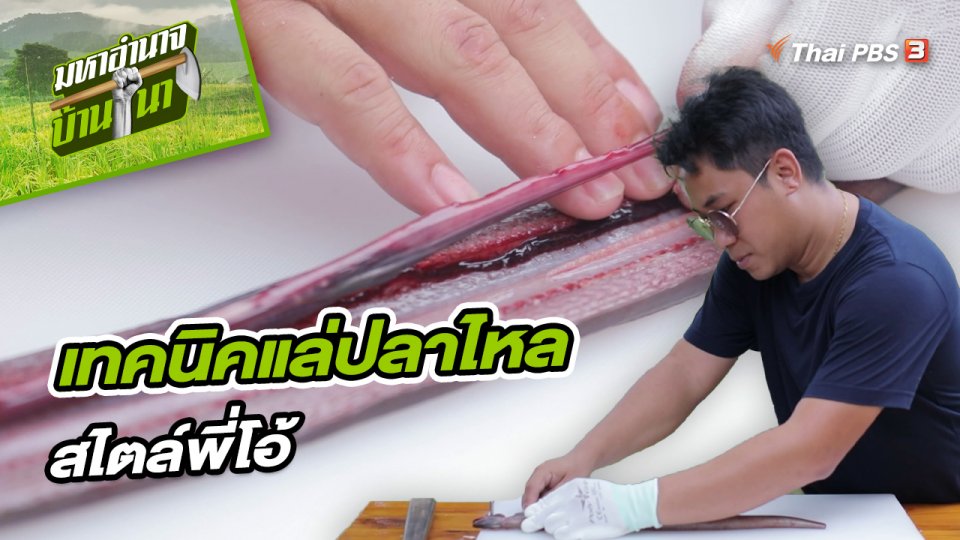 สูตรลับฉบับบ้านนา : เทคนิคการแล่ปลาไหลสไตล์พี่โอ้