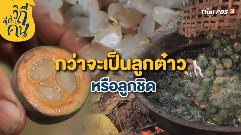 กว่าจะเป็นลูกต๋าว หรือลูกชิด