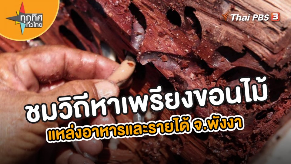 ชมวิถีหาเพรียงขอนไม้ แหล่งอาหารและรายได้ จ.พังงา