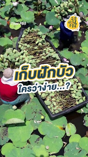 เก็บฝักบัว ใครว่าง่าย...?
